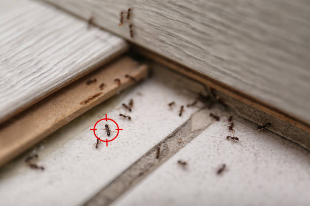 Best Pest Prevention Services  in Jacksonville, TX