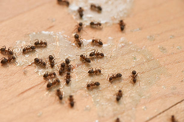 Professional Pest Control in Jacksonville, TX