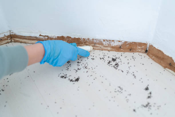 Flea Control Services in Jacksonville, TX